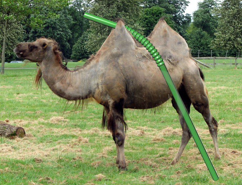 straw-camel.jpg